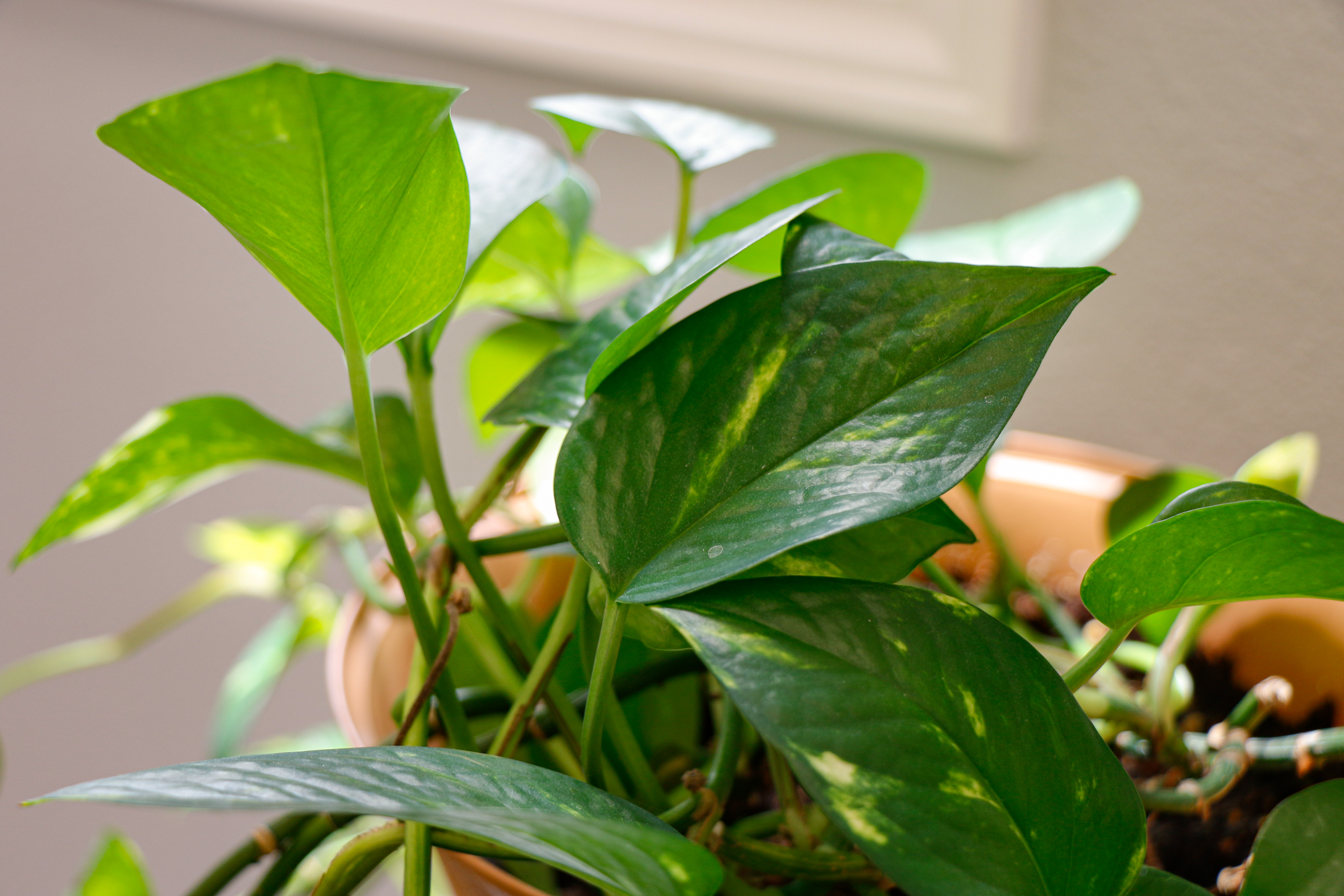 Green plant leaves.