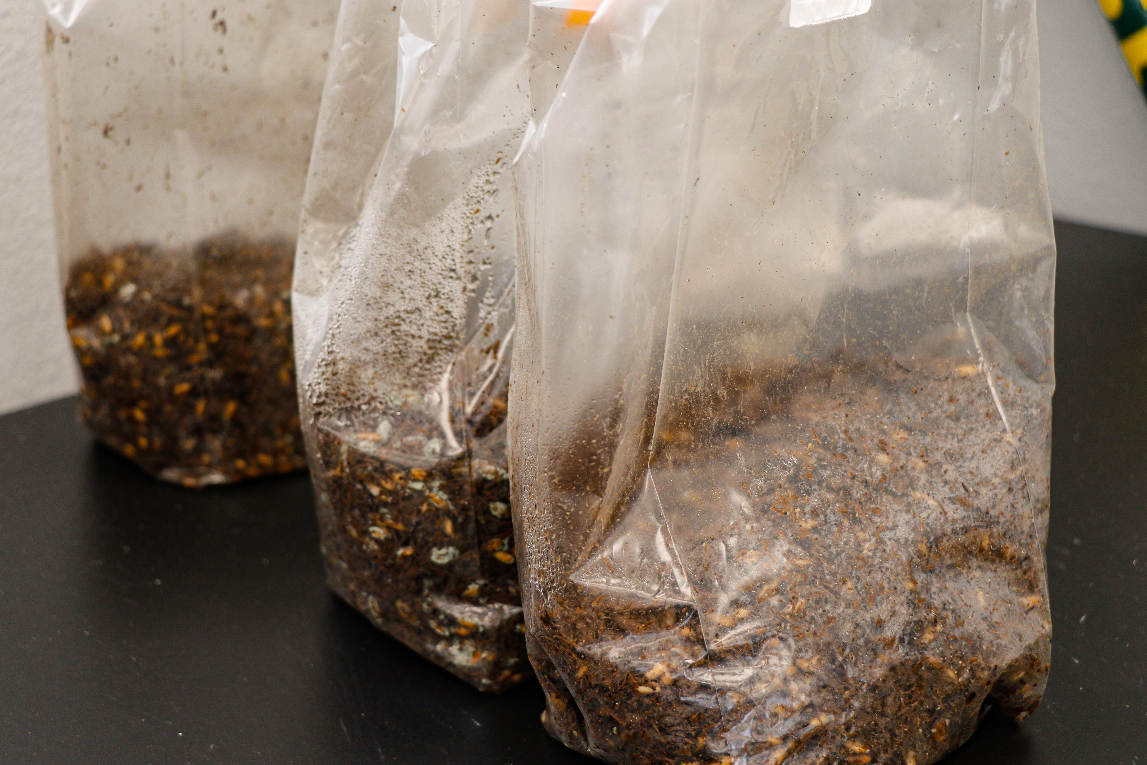 Closeup shot of fermentation in the classroom.