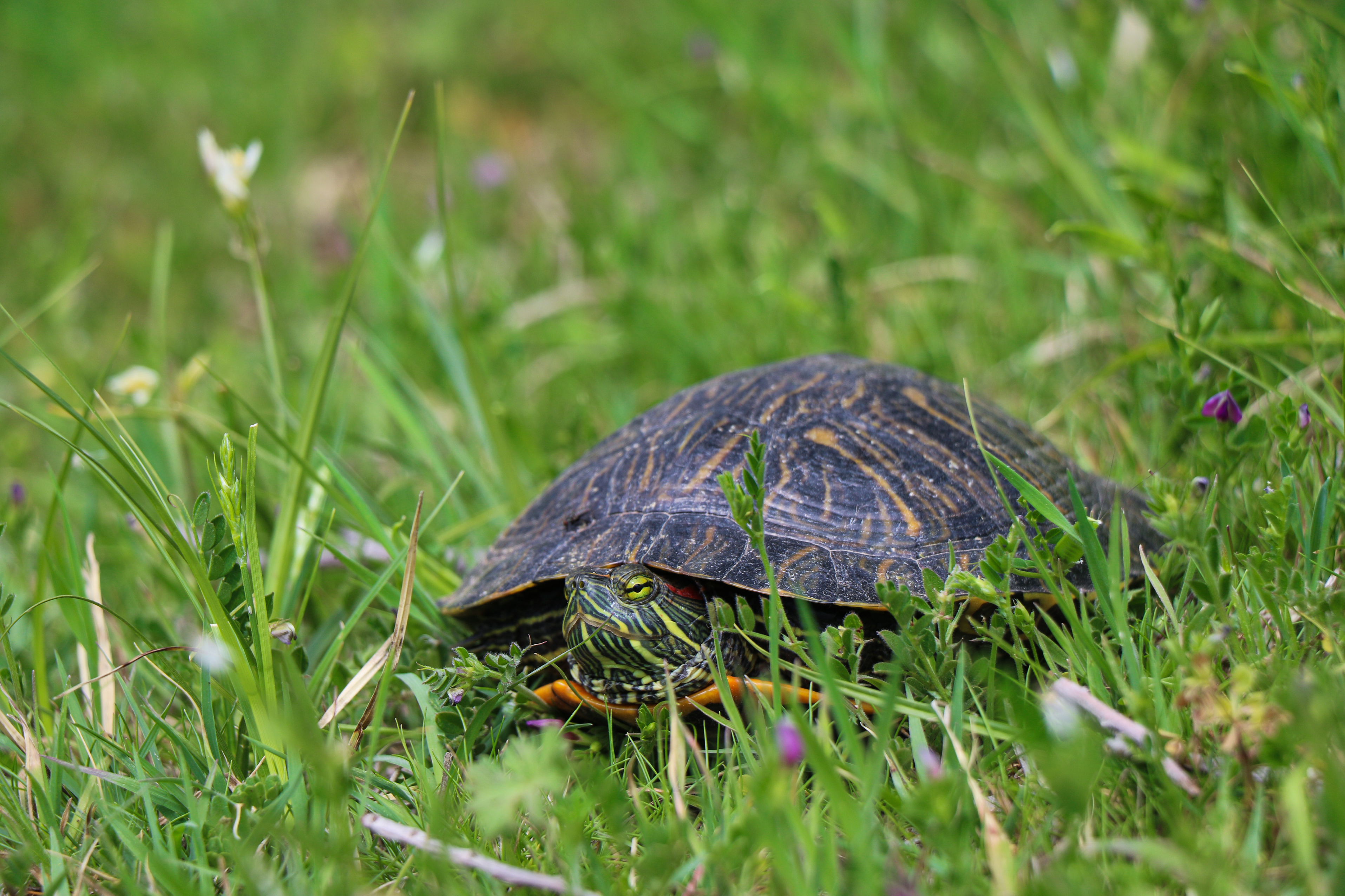 Turtle sitting outside in the grass.