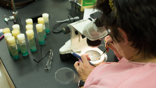 Image of a professor looking at samples with a microscope