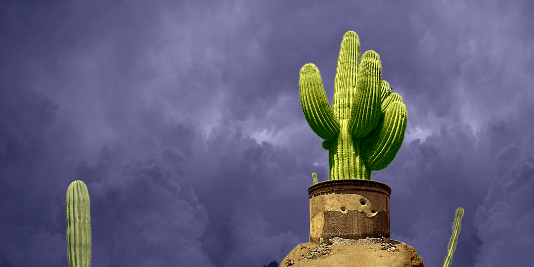 cacti against a desert sky